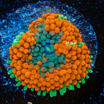Orange Ricordea Mushroom Coral with mushroom disc in reef aquarium