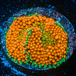 Orange Ricordea Mushroom Coral with mushroom disc in reef aquarium