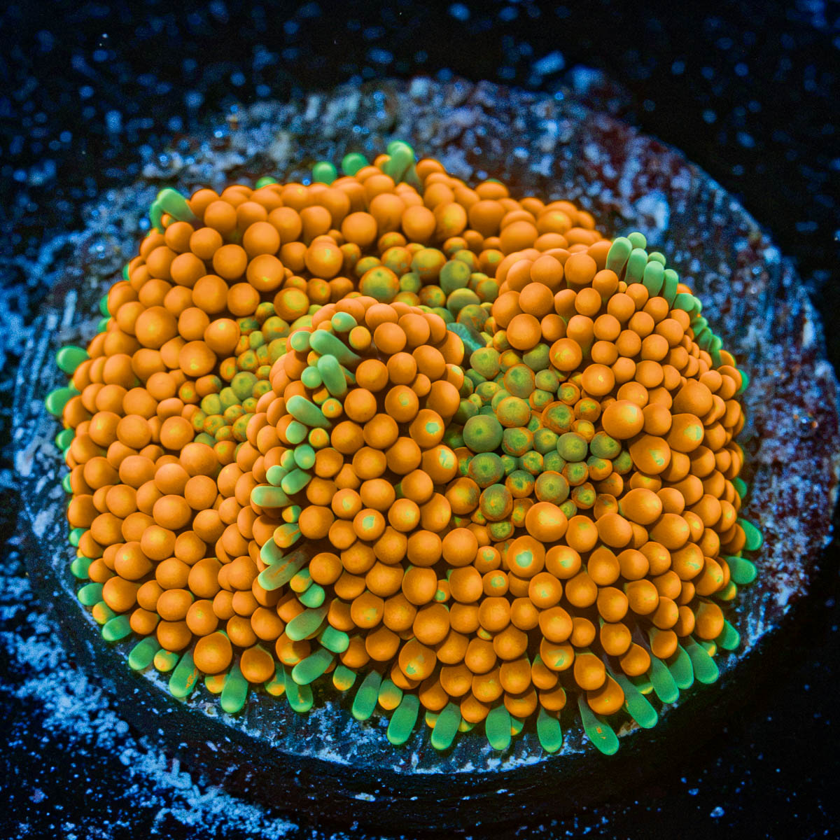 Orange Ricordea Mushroom Coral with mushroom disc in reef aquarium