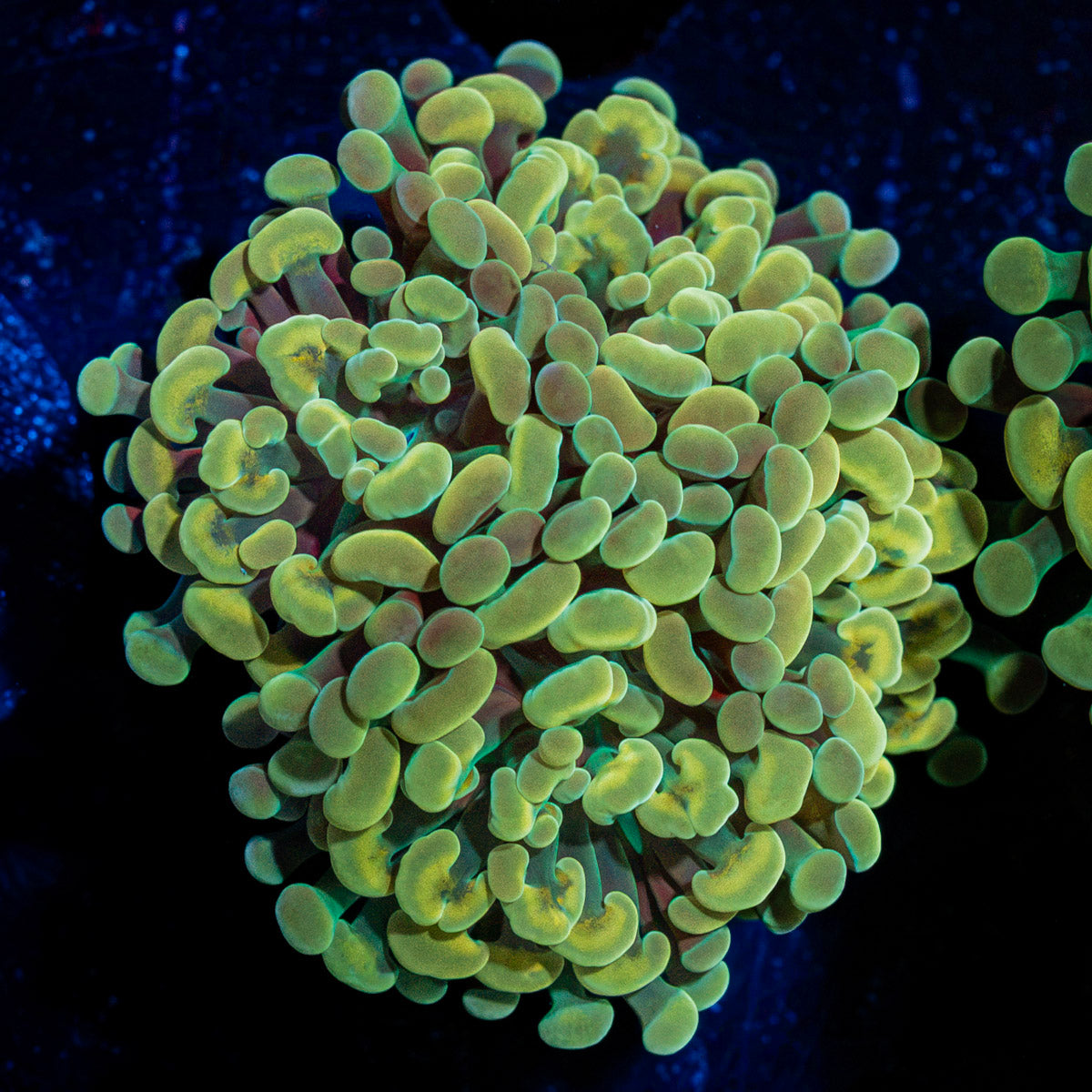 Golden Hammer Euphyllia Coral with branching fleshy heads in reef aquarium