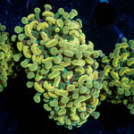 Golden Hammer Euphyllia Coral with branching fleshy heads in reef aquarium