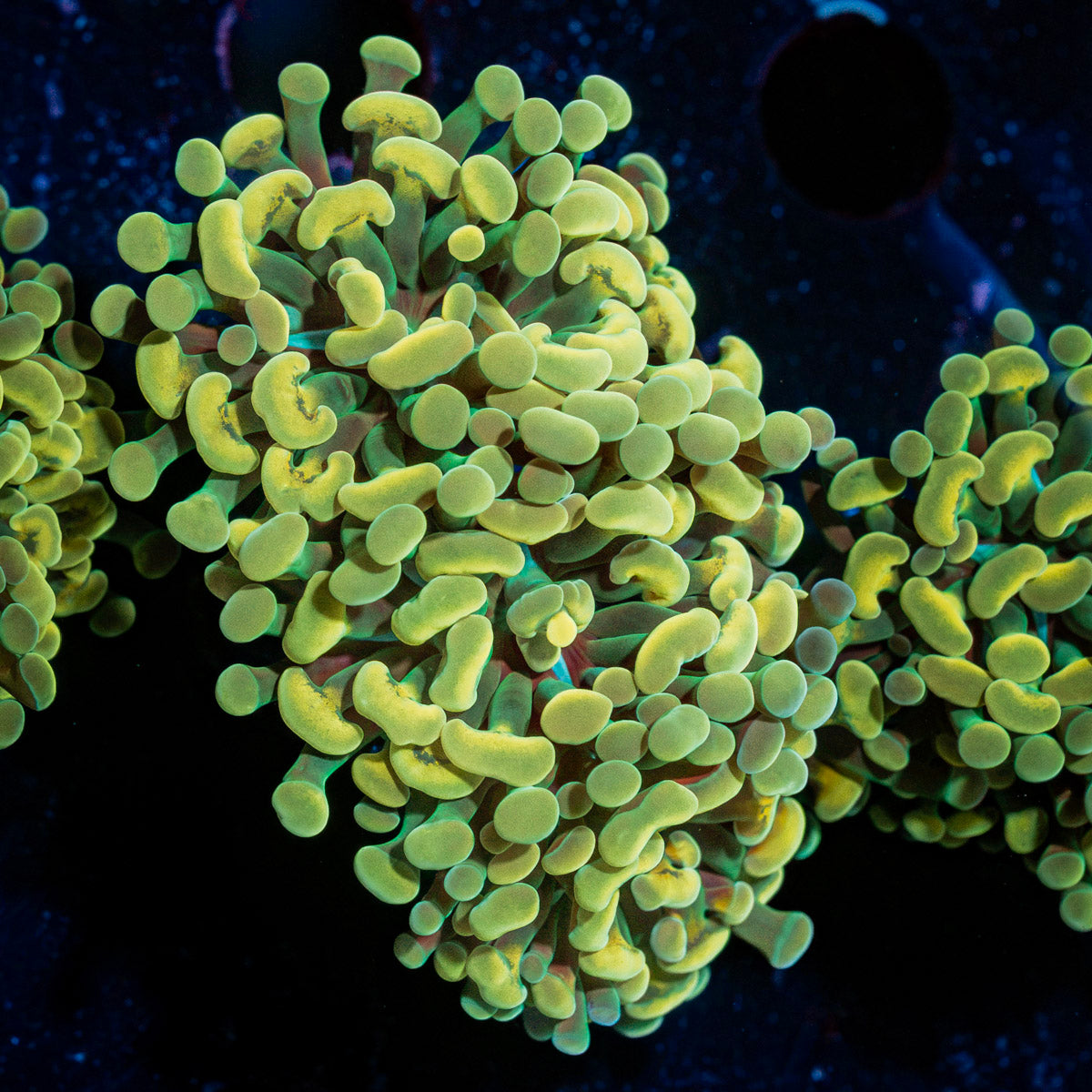 Golden Hammer Euphyllia Coral with branching fleshy heads in reef aquarium