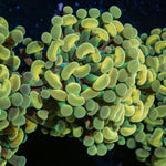 Golden Hammer Euphyllia Coral with branching fleshy heads in reef aquarium