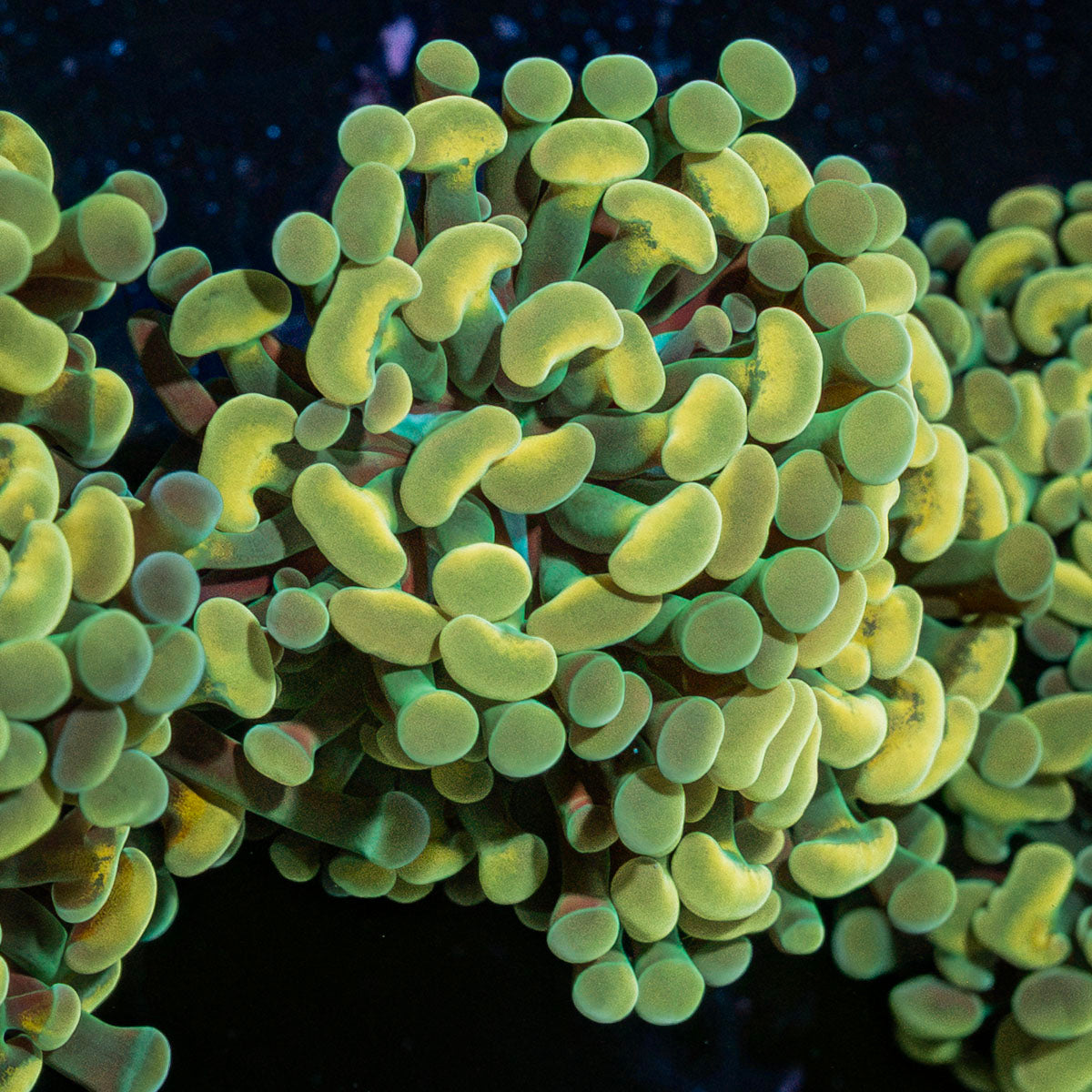 Golden Hammer Euphyllia Coral with branching fleshy heads in reef aquarium