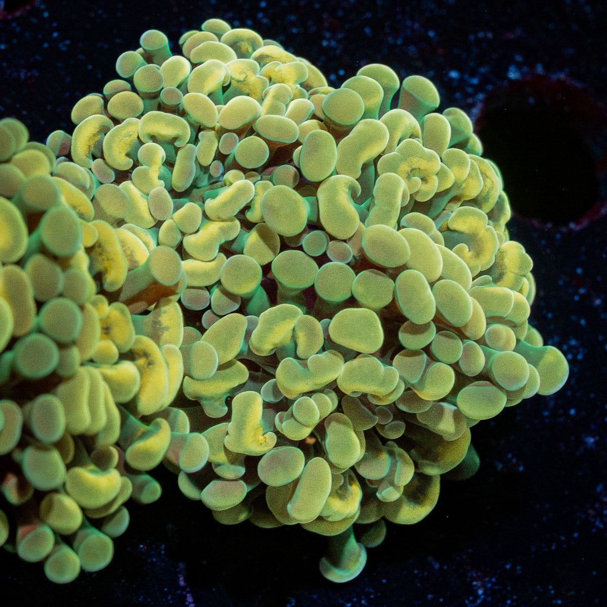 Golden Hammer Euphyllia Coral with branching fleshy heads in reef aquarium
