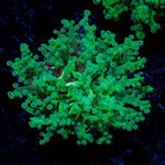Golden Hammer Euphyllia Coral with branching fleshy heads in reef aquarium
