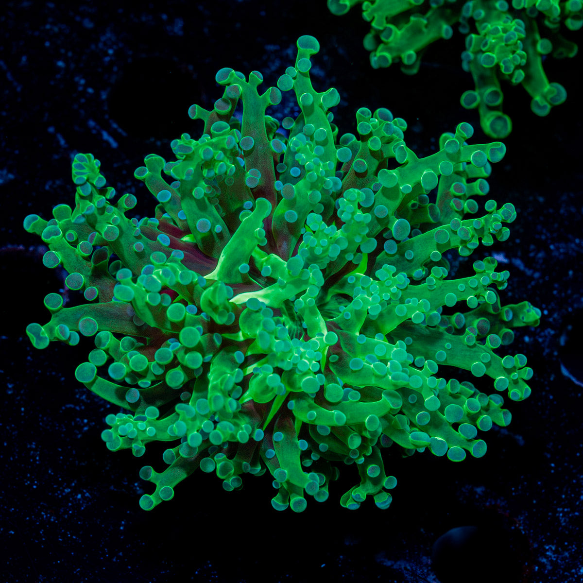 Golden Hammer Euphyllia Coral with branching fleshy heads in reef aquarium