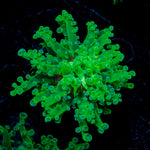 Classic FrogSpawn Euphyllia Coral with branching fleshy heads in reef aquarium