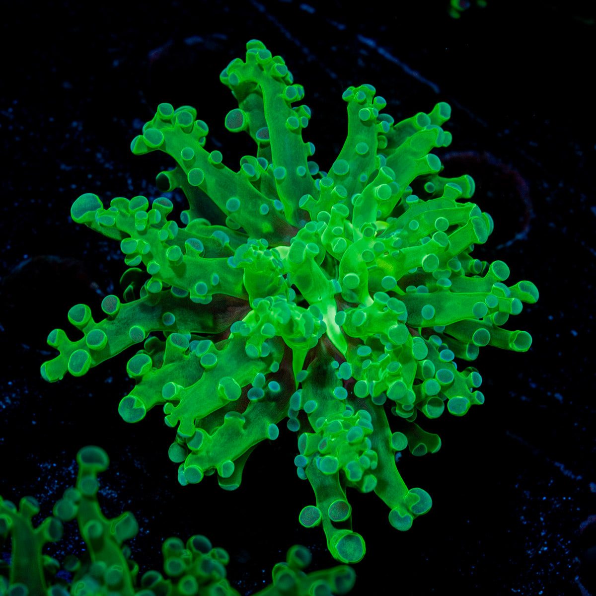 Classic FrogSpawn Euphyllia Coral with branching fleshy heads in reef aquarium