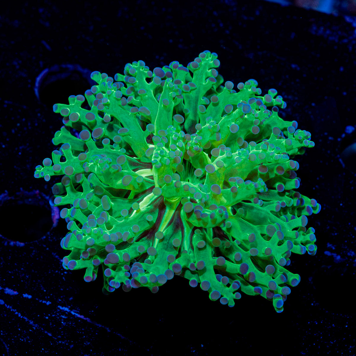 Classic FrogSpawn Euphyllia Coral with branching fleshy heads in reef aquarium