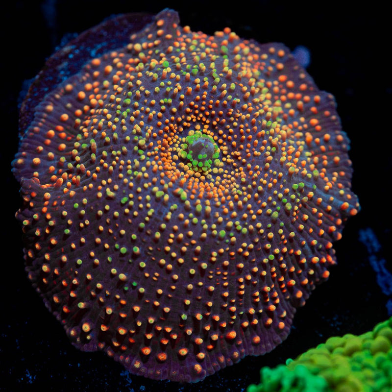 Medium Large Rainbow Interstellar Mushroom