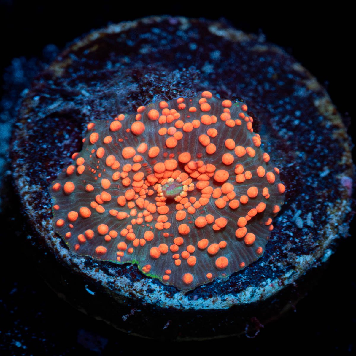 Lava Lamp Mushroom - riptide aquaculture llc