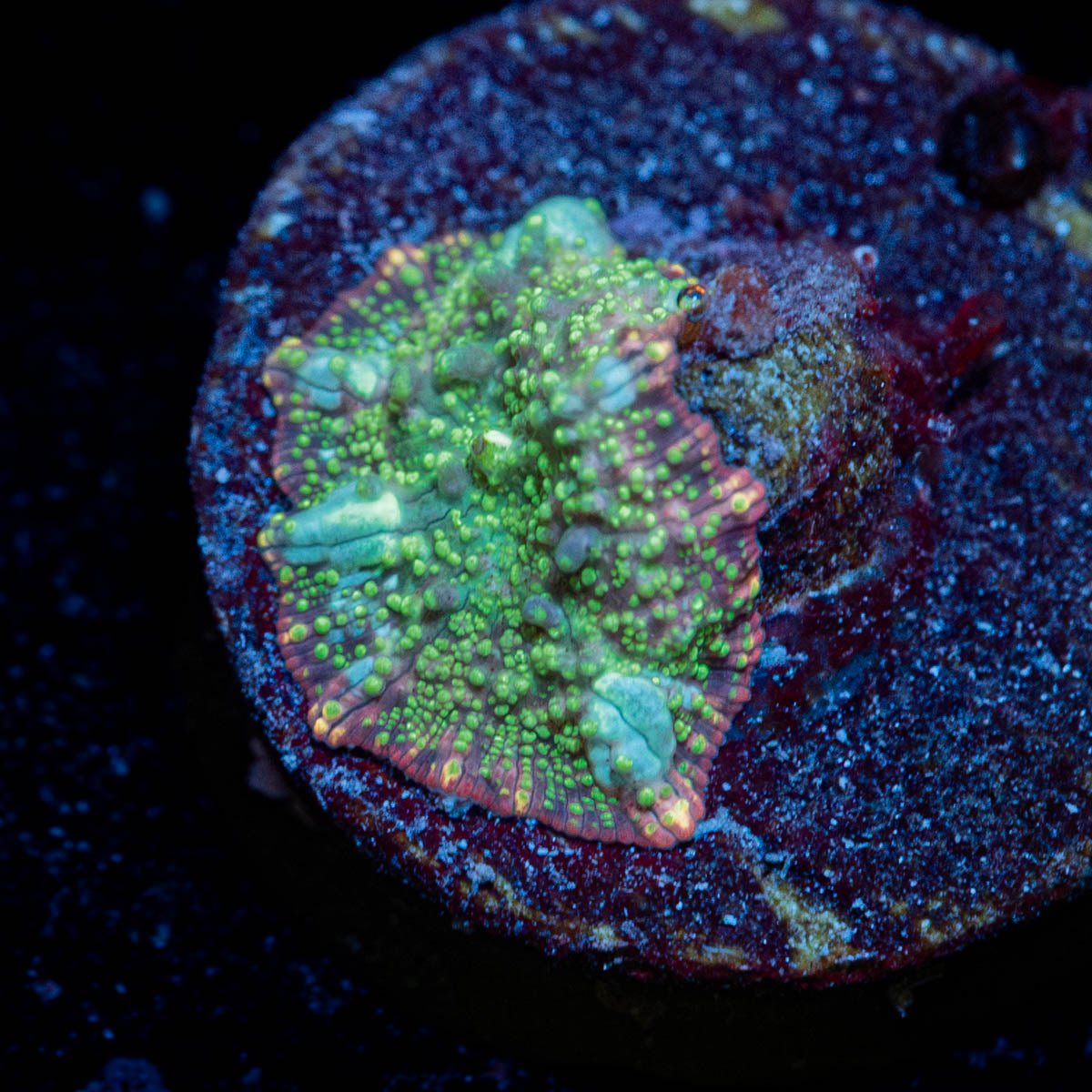 Green Interstellar Mushroom - riptide aquaculture llc
