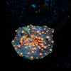 Lava Lamp Mushroom - riptide aquaculture llc