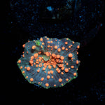 Lava Lamp Mushroom - riptide aquaculture llc