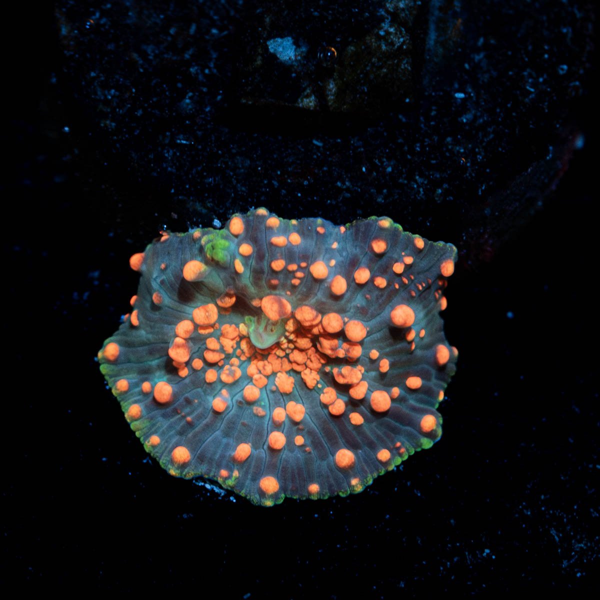 Lava Lamp Mushroom - riptide aquaculture llc