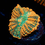 Tequila Sunrise Rhodactis Mushroom - riptide aquaculture llc