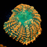 Tequila Sunrise Rhodactis Mushroom - riptide aquaculture llc
