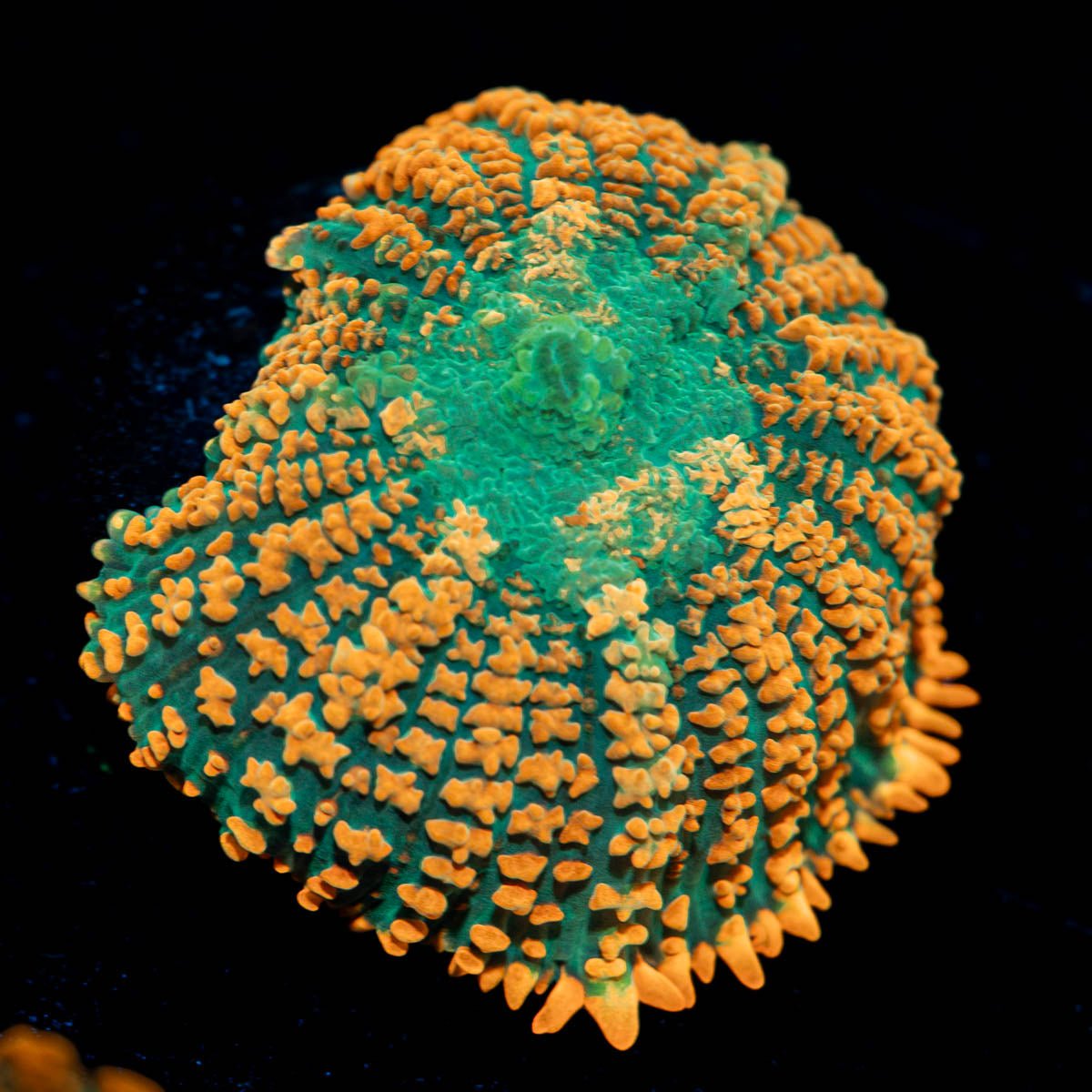 Tequila Sunrise Rhodactis Mushroom - riptide aquaculture llc