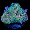 Bi Color Ricordea Mushroom - riptide aquaculture llc