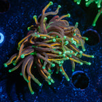21 Tails Torch Euphyllia Coral with flowing tentacles in reef aquarium