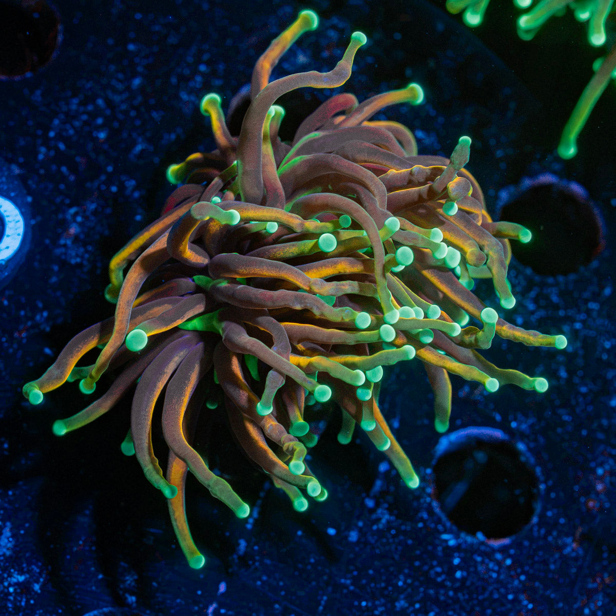 21 Tails Torch Euphyllia Coral with flowing tentacles in reef aquarium