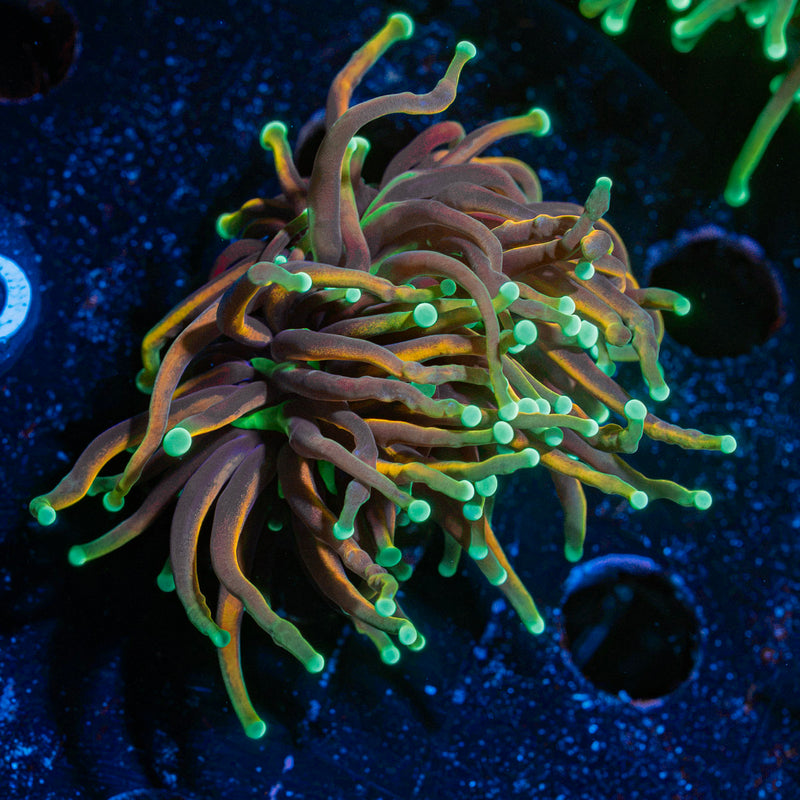 21 Tails Torch Euphyllia Coral with flowing tentacles in reef aquarium
