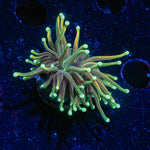 Goldenrod Torch Euphyllia Coral with flowing tentacles in reef aquarium