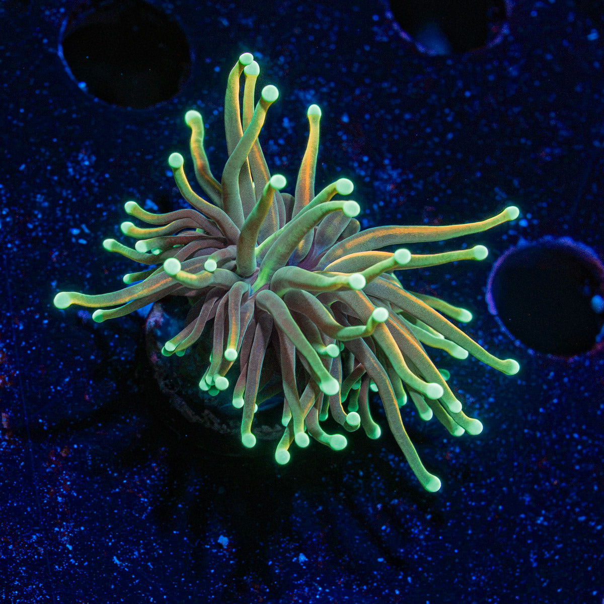 Goldenrod Torch Euphyllia Coral with flowing tentacles in reef aquarium