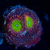Candy Apple Red Zoanthid - riptide aquaculture llc