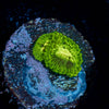 Emerald muals Zoanthid - riptide aquaculture llc