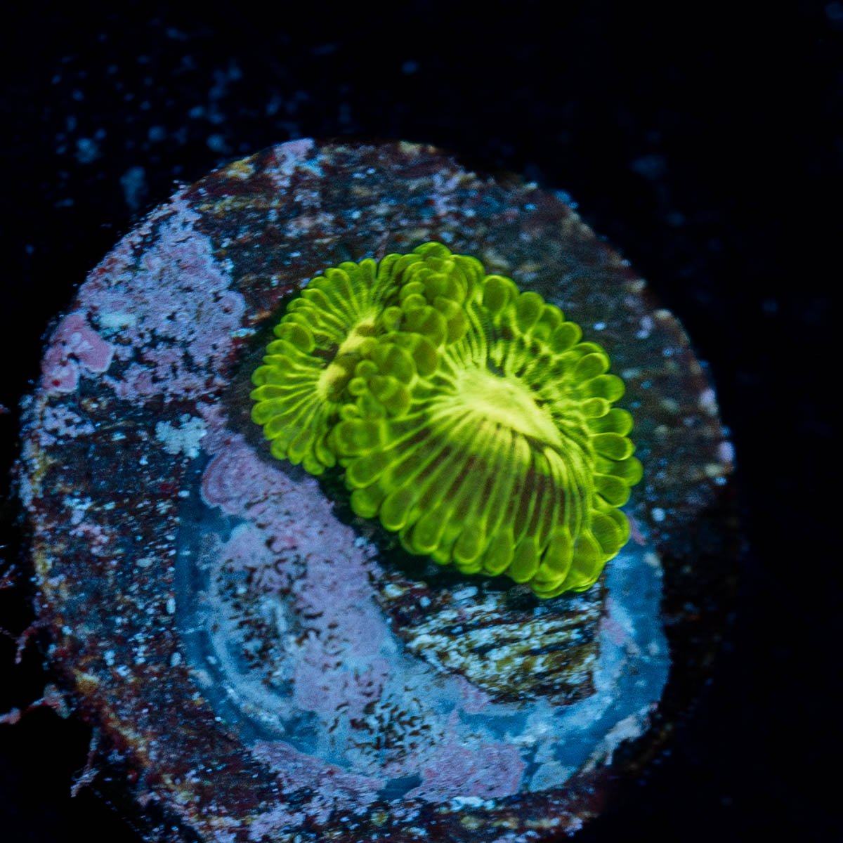 Emerald muals Zoanthid - riptide aquaculture llc