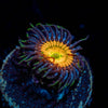 Sunny D Zoanthinds - riptide aquaculture llc