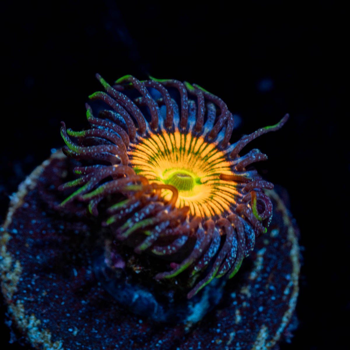 Sunny D Zoanthinds - riptide aquaculture llc