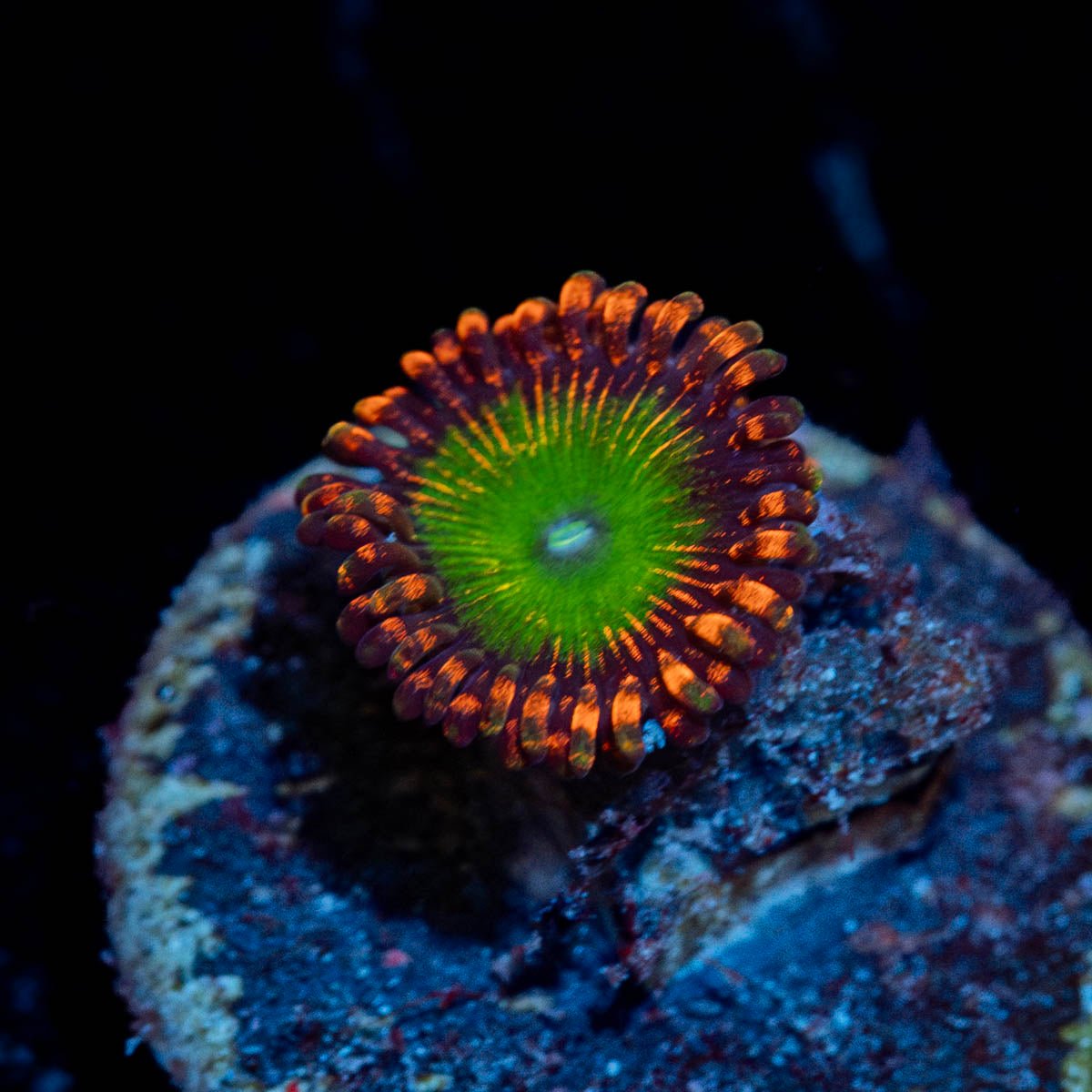 Candy Apple Red Zoanthid - riptide aquaculture llc