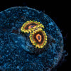 Jedi Mind Trick Zoanthid - riptide aquaculture llc