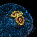 Jedi Mind Trick Zoanthid - riptide aquaculture llc
