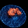 Utter Chaos Zoanthid - riptide aquaculture llc