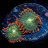 Blueberry Yum Yum Zoanthid - riptide aquaculture llc