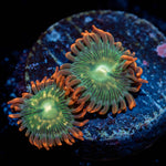 Blueberry Yum Yum Zoanthid - riptide aquaculture llc