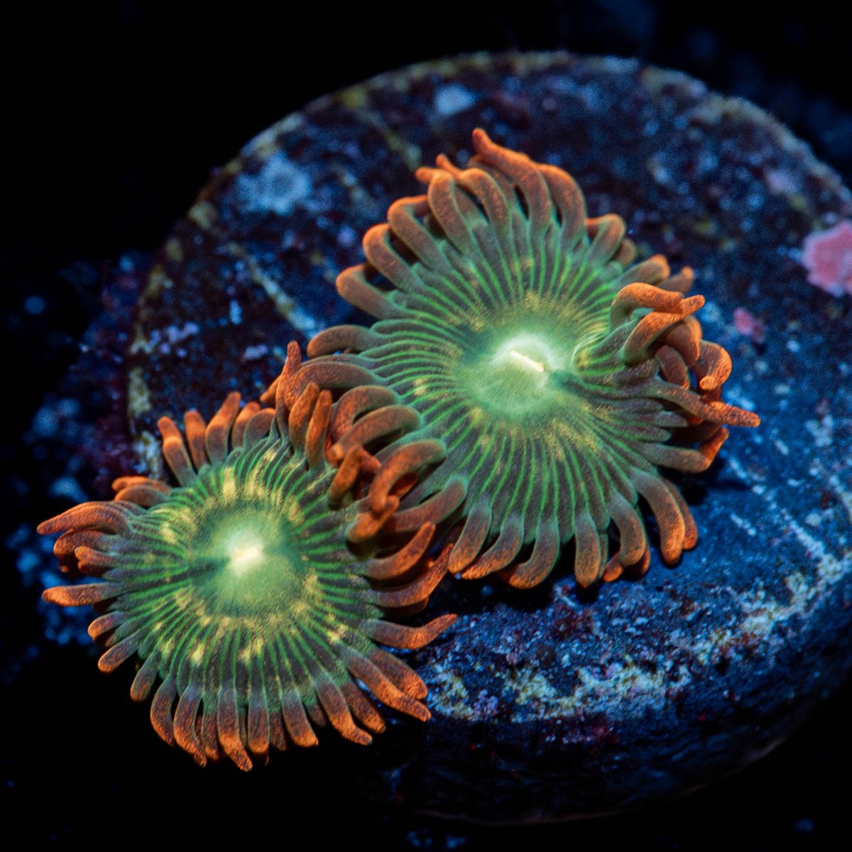 Blueberry Yum Yum Zoanthid - riptide aquaculture llc