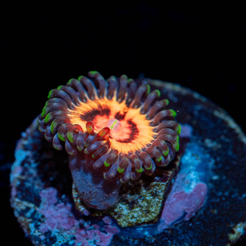 Valkyries Zoanthid