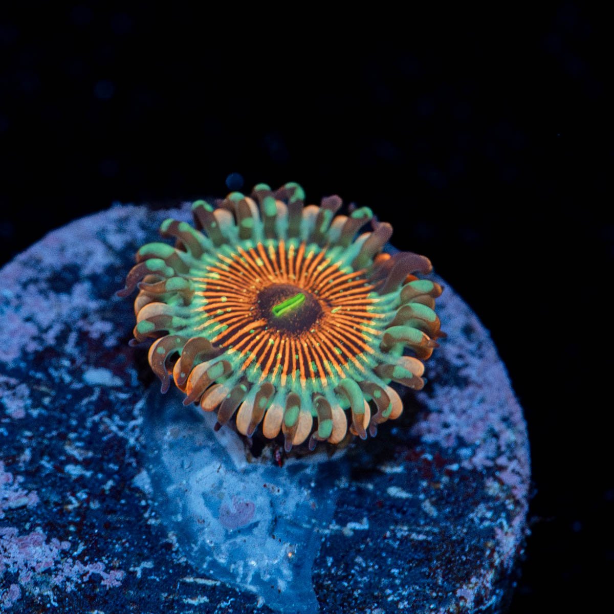 Seduction Zoanthid - riptide aquaculture llc
