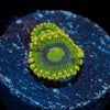 Yoda Zoanthid - riptide aquaculture llc