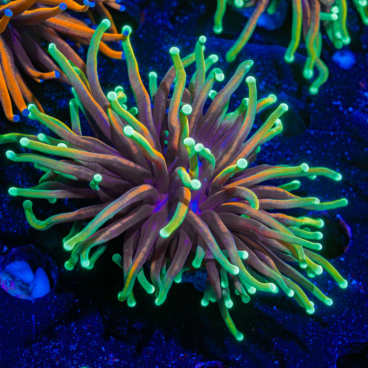 21 Tails Torch Euphyllia Coral with flowing tentacles in reef aquarium