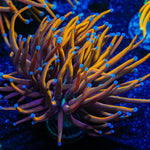 Gold Torch Euphyllia Coral with flowing tentacles in reef aquarium