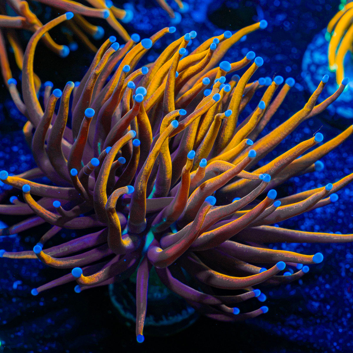 Gold Torch Euphyllia Coral with flowing tentacles in reef aquarium