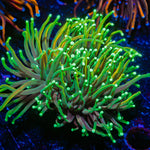 Golden Dragon Torch Euphyllia Coral with flowing tentacles in reef aquarium