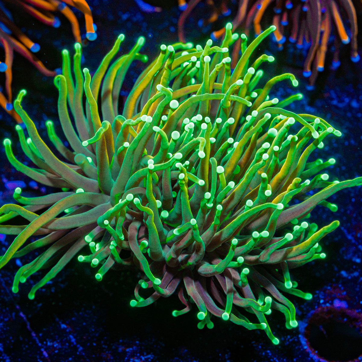 Golden Dragon Torch Euphyllia Coral with flowing tentacles in reef aquarium