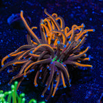 New York Knicks Torch Coral with flowing tentacles in reef aquarium